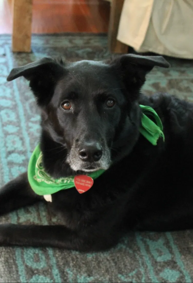 Lost dog in Harrisonburg, VA, 22803