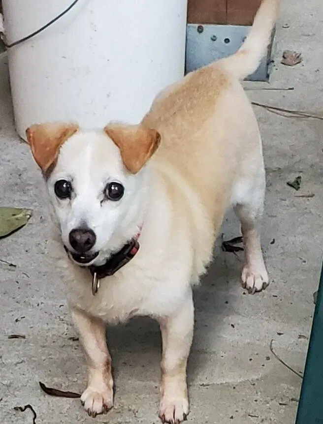Lost dog in Decatur, GA, 30033