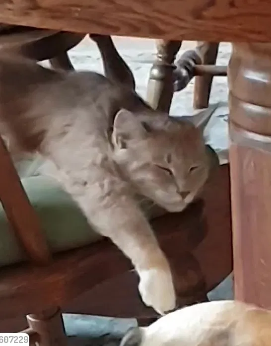Lost cat in Lavalette, WV, 25535