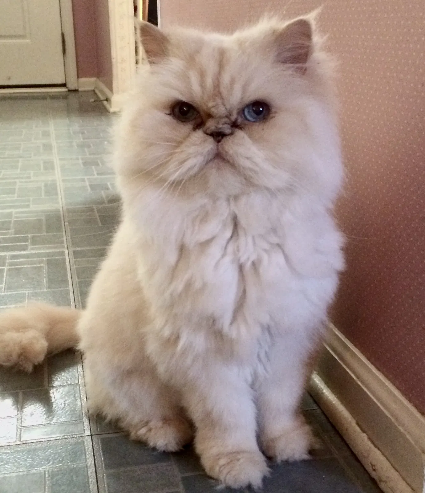 Lost cat in New Castle, DE, 19720