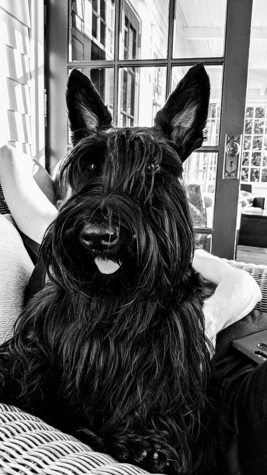Lost dog in Mercer Island, WA, 98040