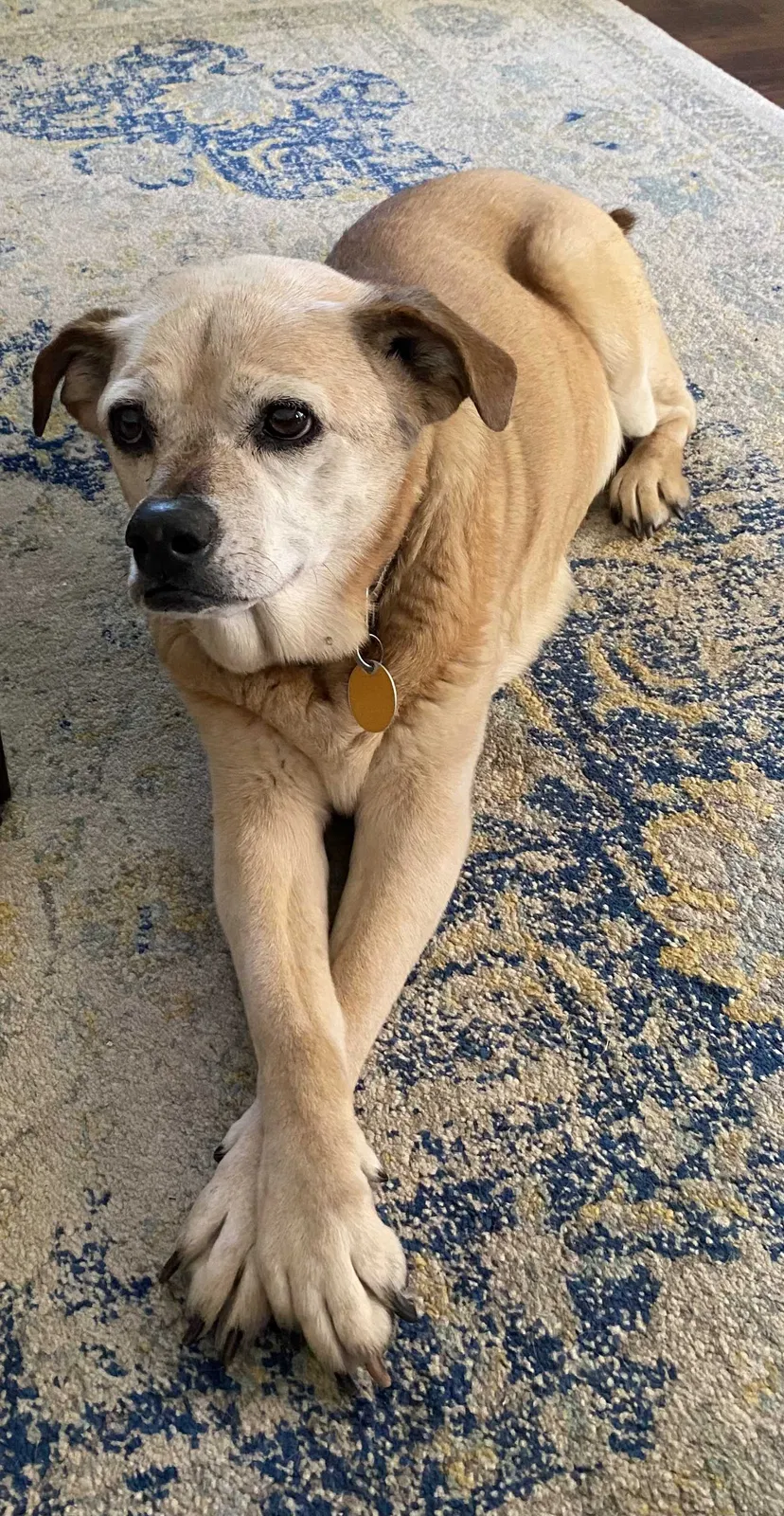 Lost dog in Waco, TX, 76710