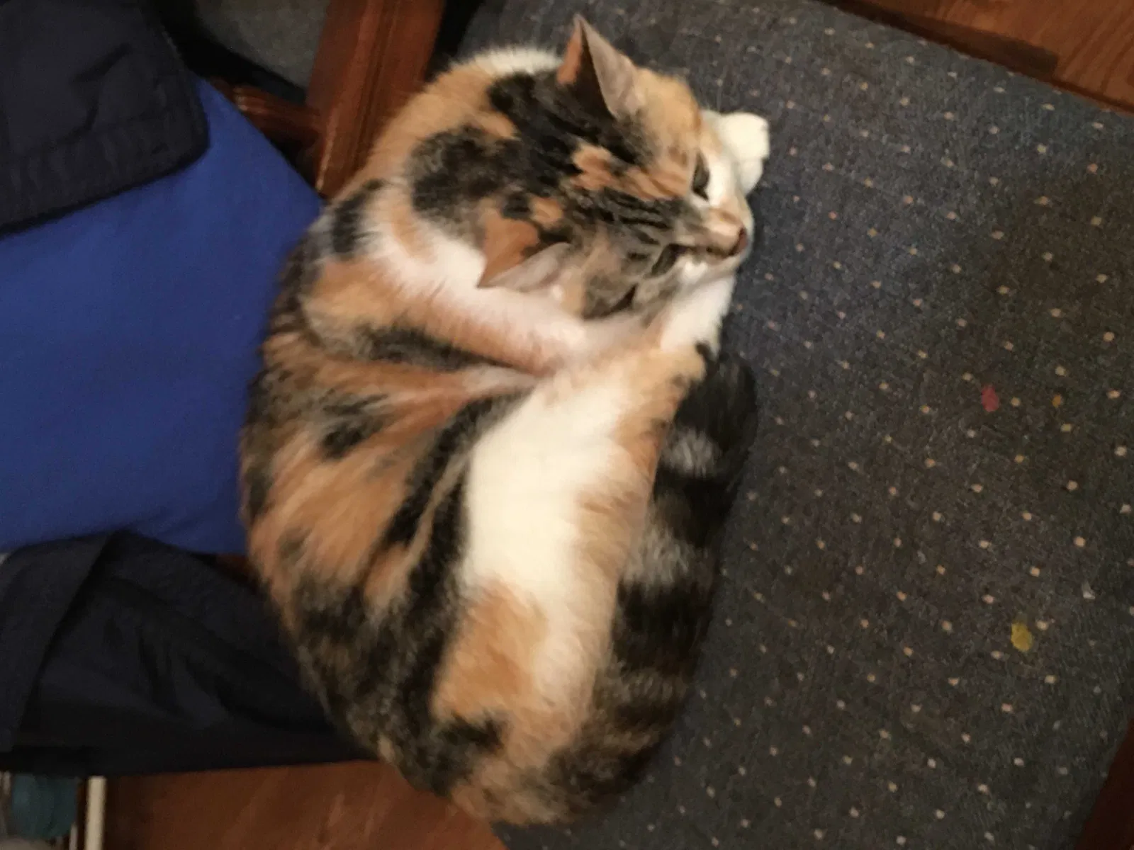 Lost cat in Douglasville, GA, 30134