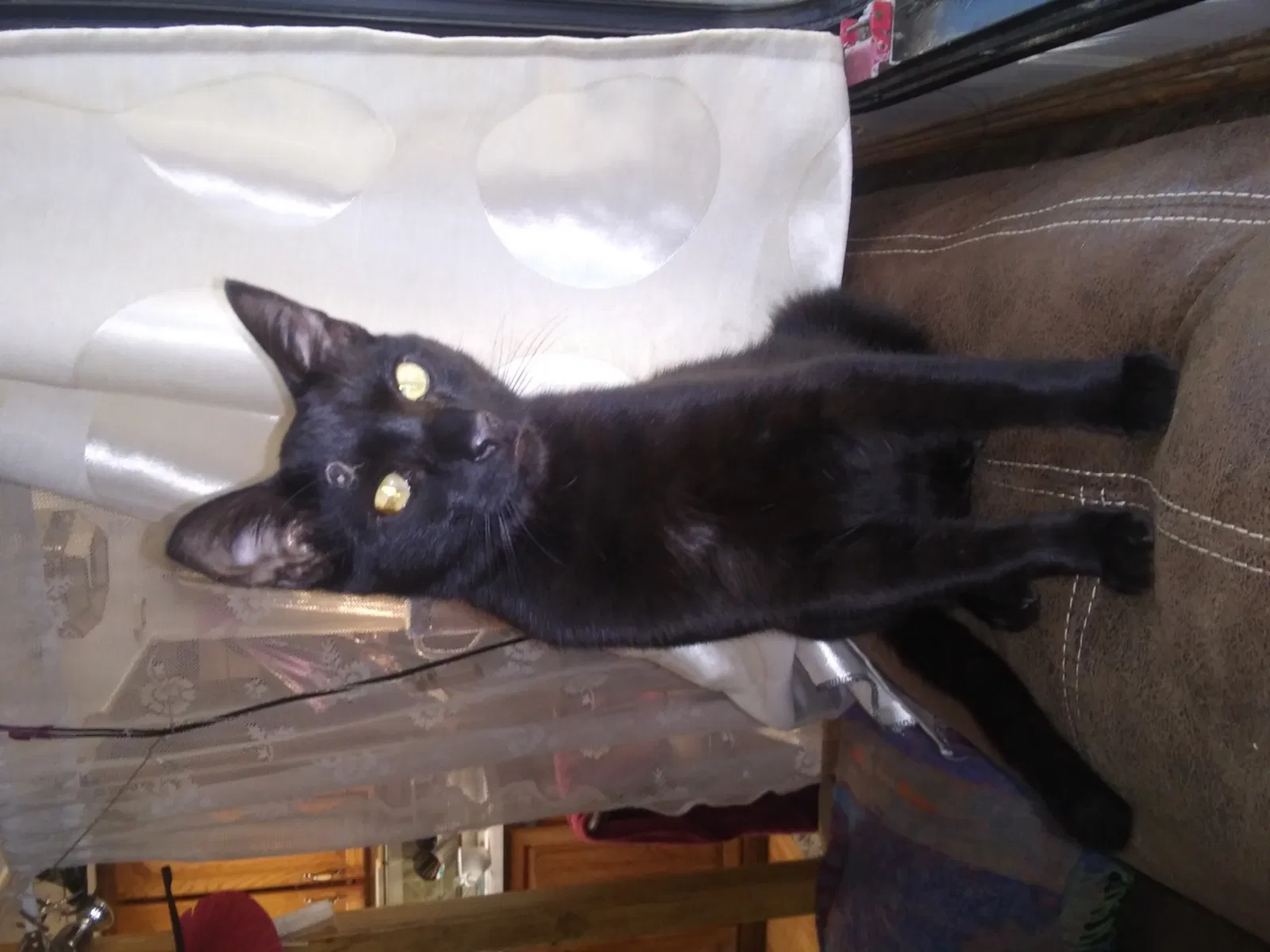Lost cat in Los Gatos, CA, 95033