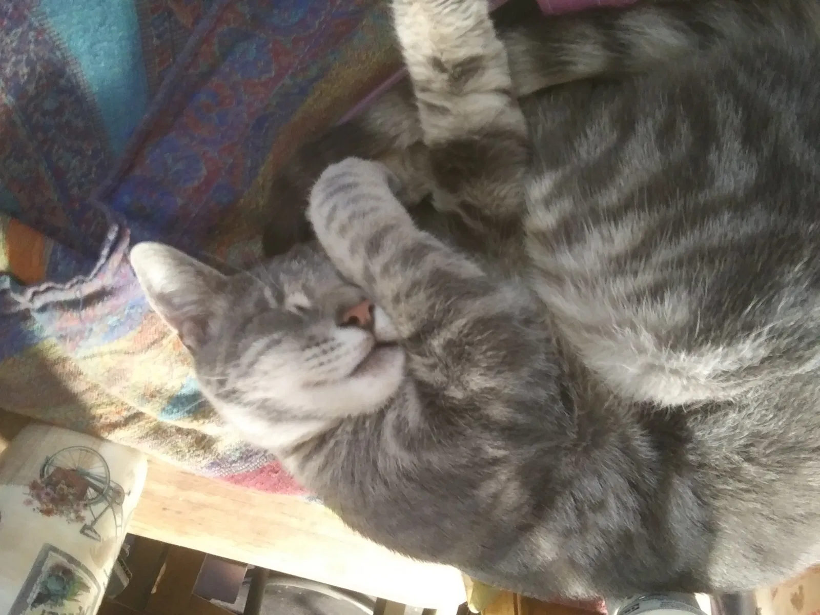 Lost cat in Los Gatos, CA, 95033