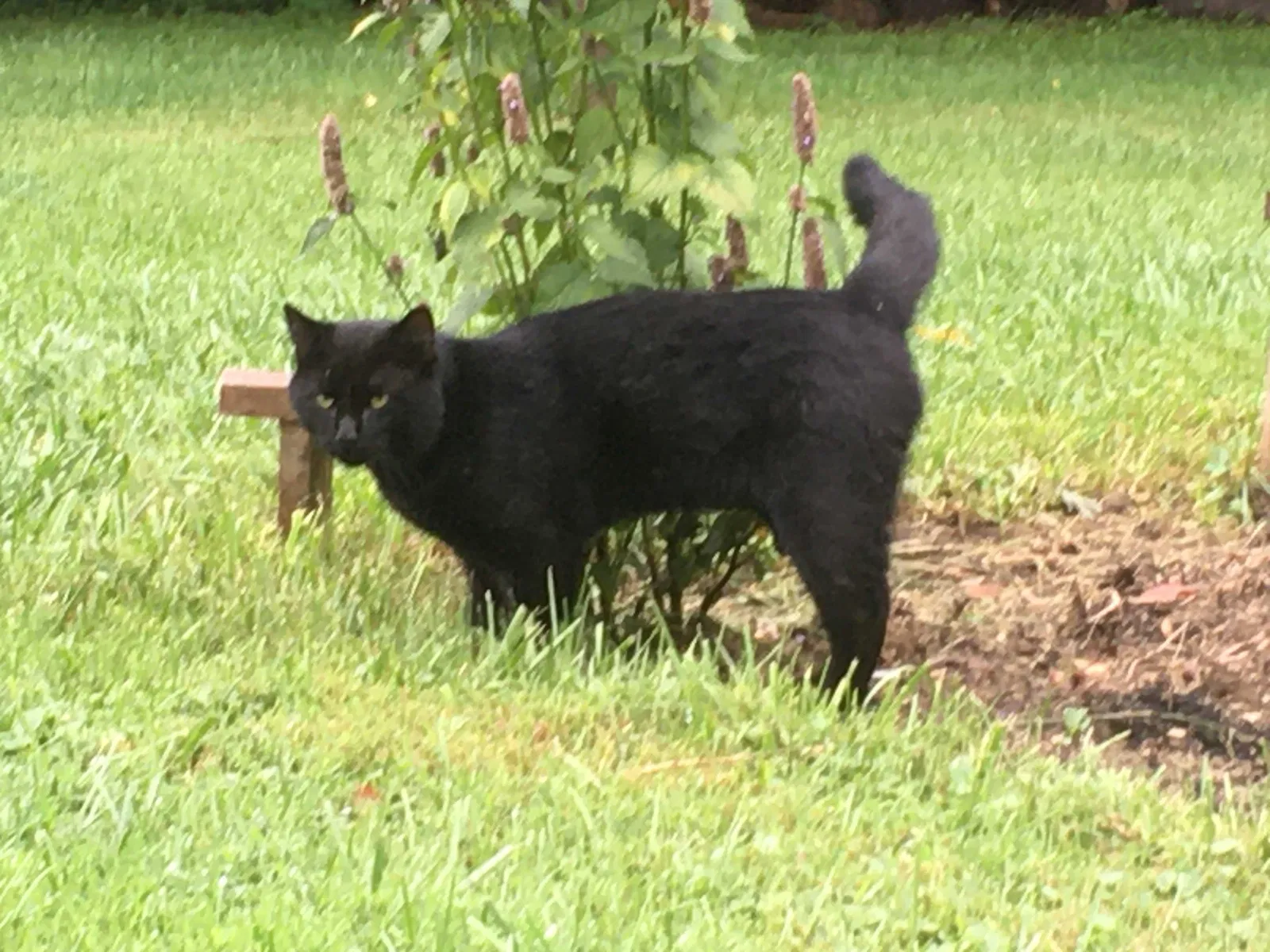 Lost cat in Ferrum, VA, 24088
