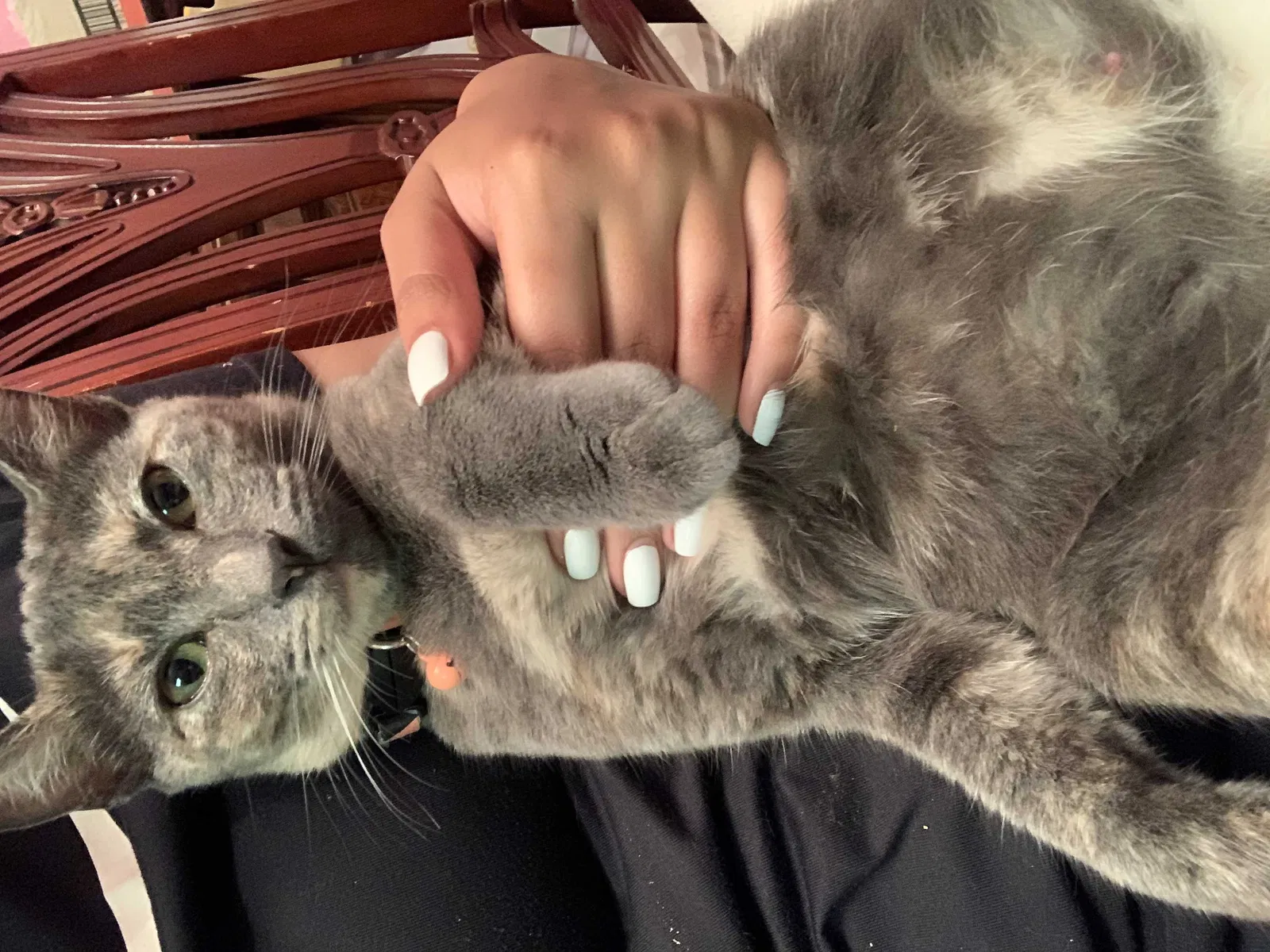 Lost cat in Union City, CA, 94587