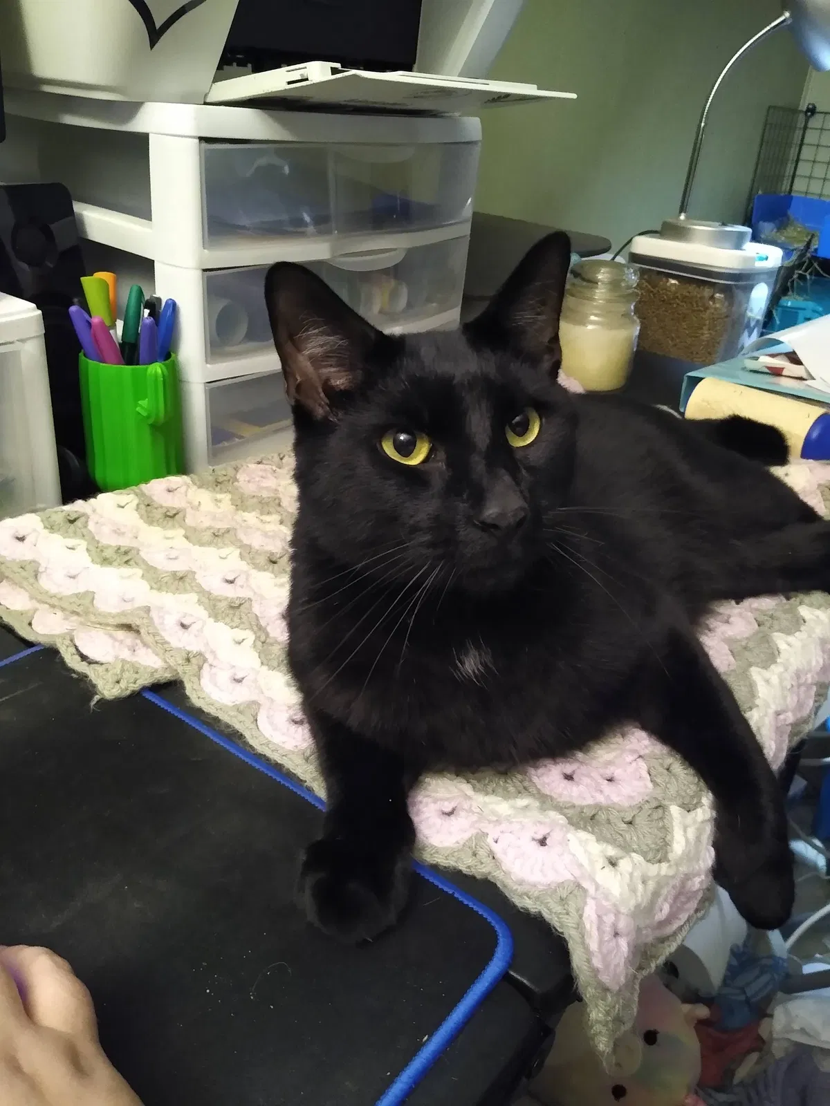 Lost cat in Pensacola, FL, 32504