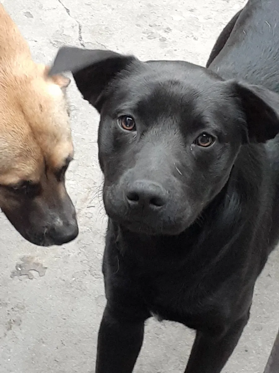 Lost dog in Huntington Park, CA, 90255