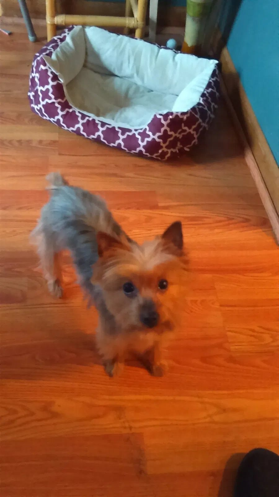 Lost dog in Wyandotte, MI, 48192