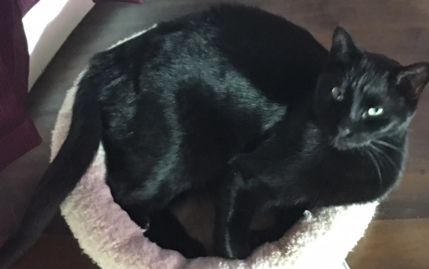 Lost cat in South Jordan, UT, 84095