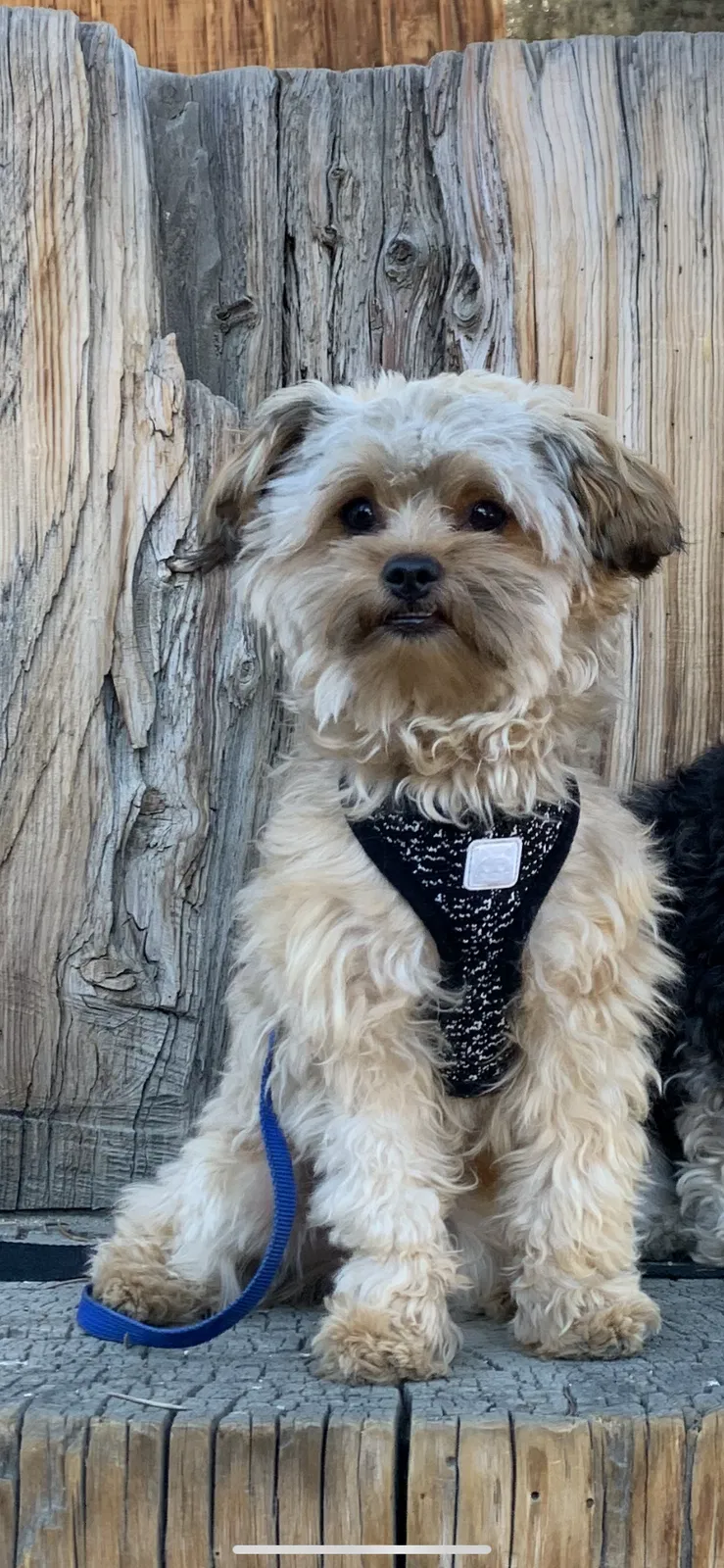 Lost dog in Chico, CA, 95926