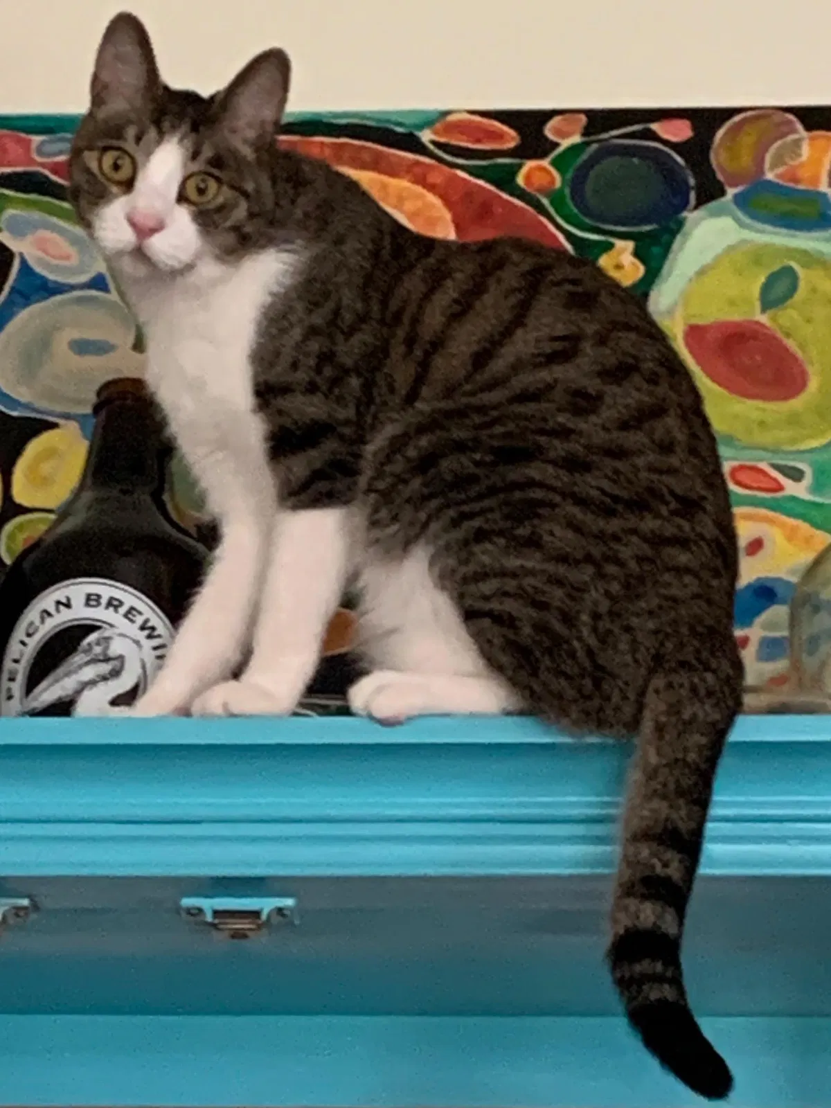 Lost cat in Lacey, WA, 98503