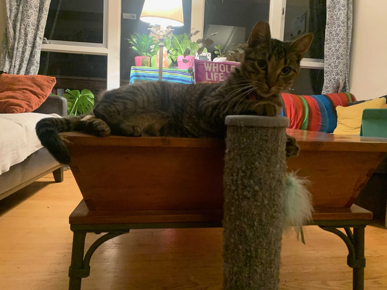 Lost cat in Berkeley, CA, 94703