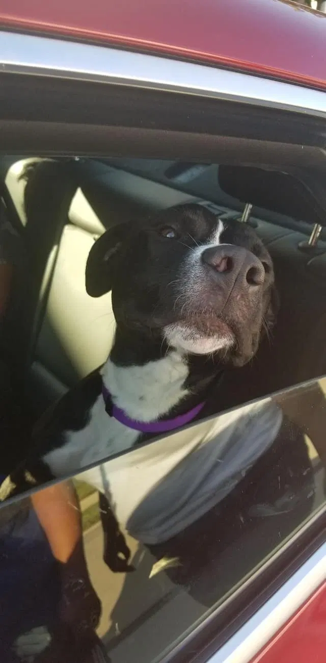 Lost dog in Hazelwood, MO, 63042
