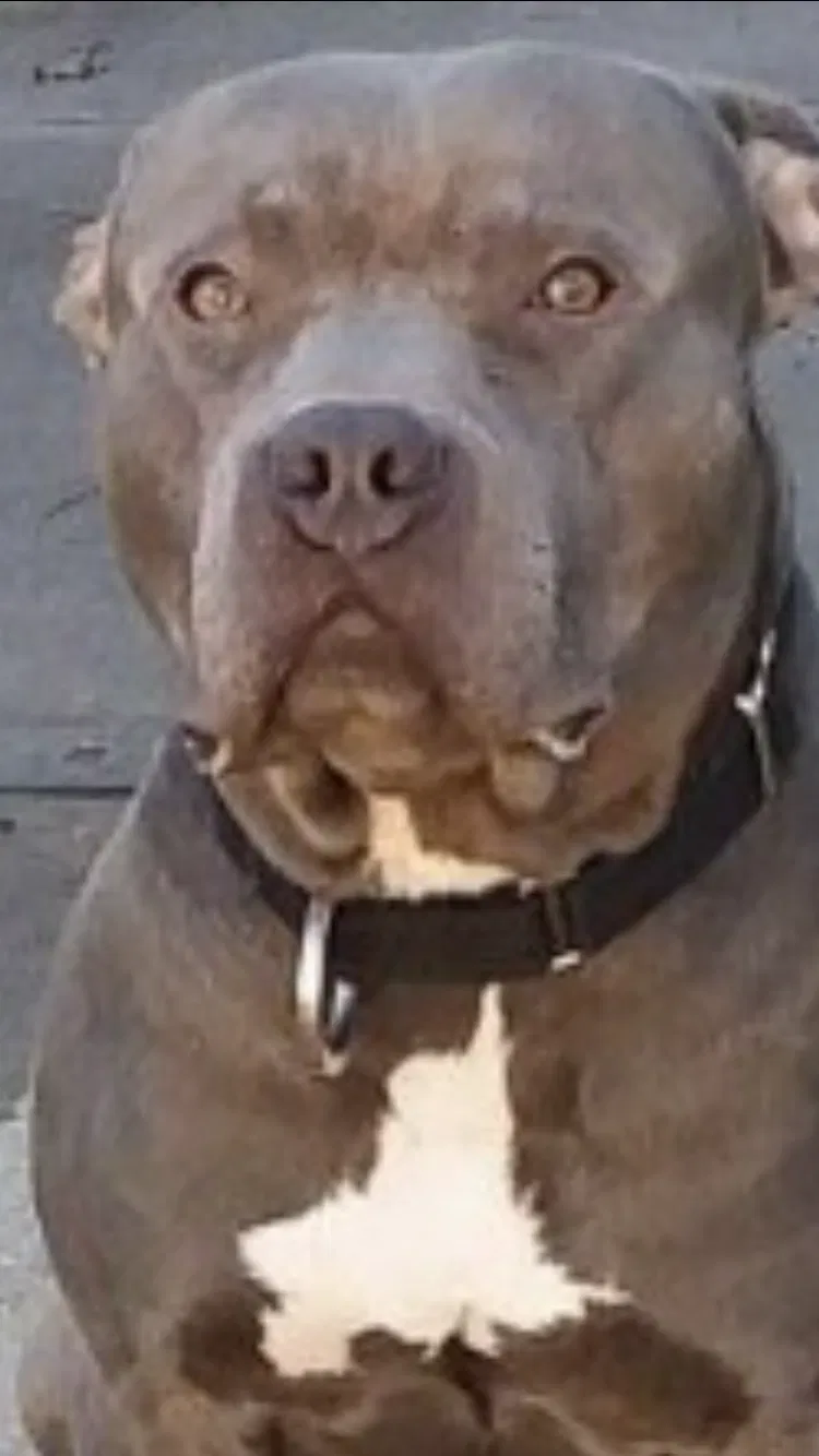 Lost dog in Cincinnati, OH, 45223