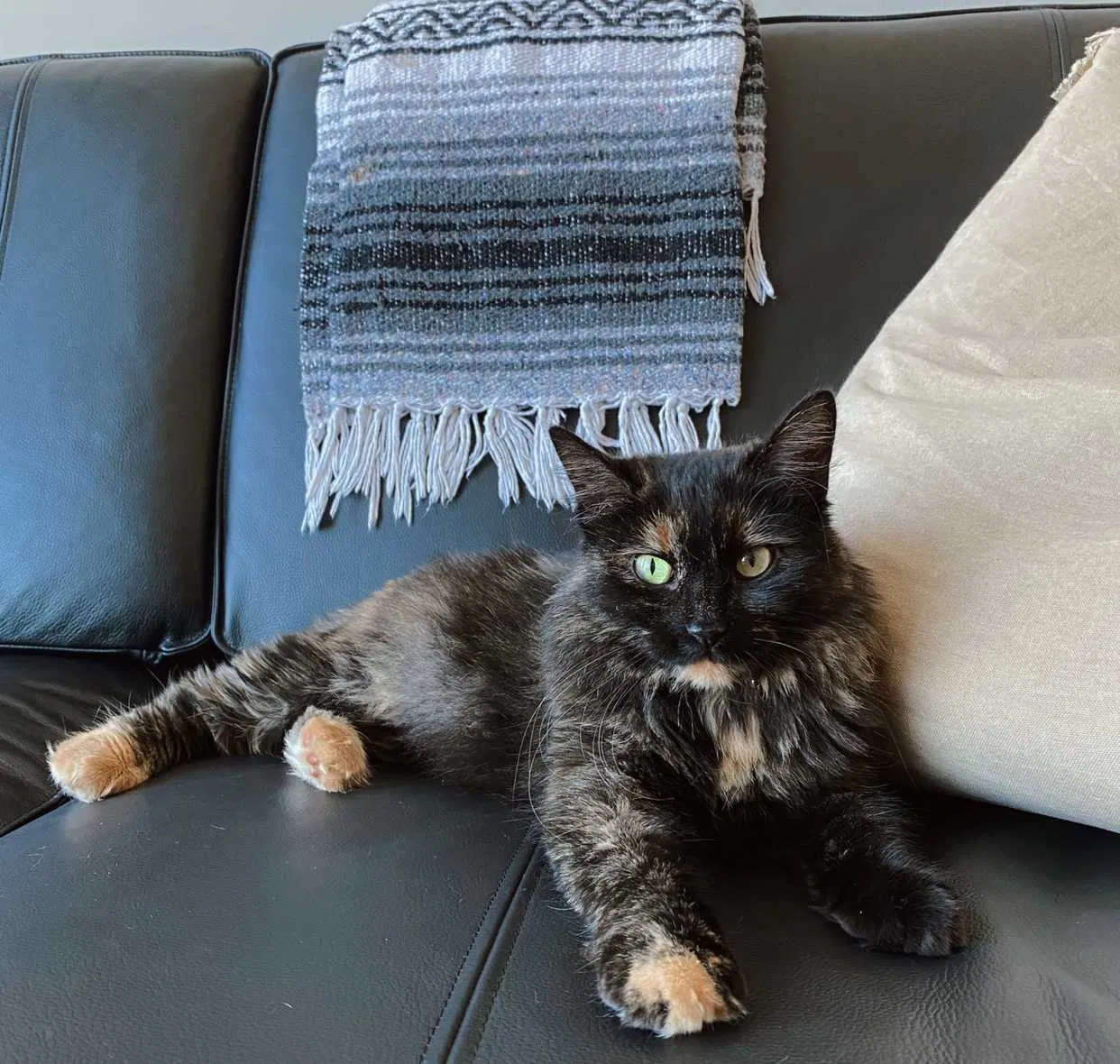 Lost cat in Springboro, OH, 45066