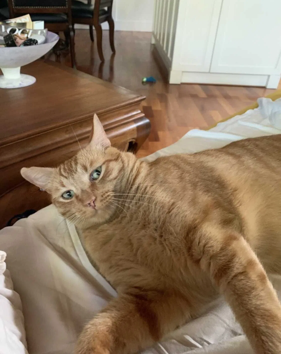 Lost cat in La Jolla, CA, 92037
