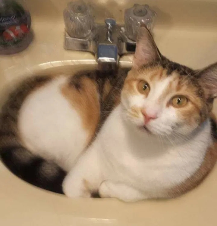 Lost cat in Pontiac, IL, 61764
