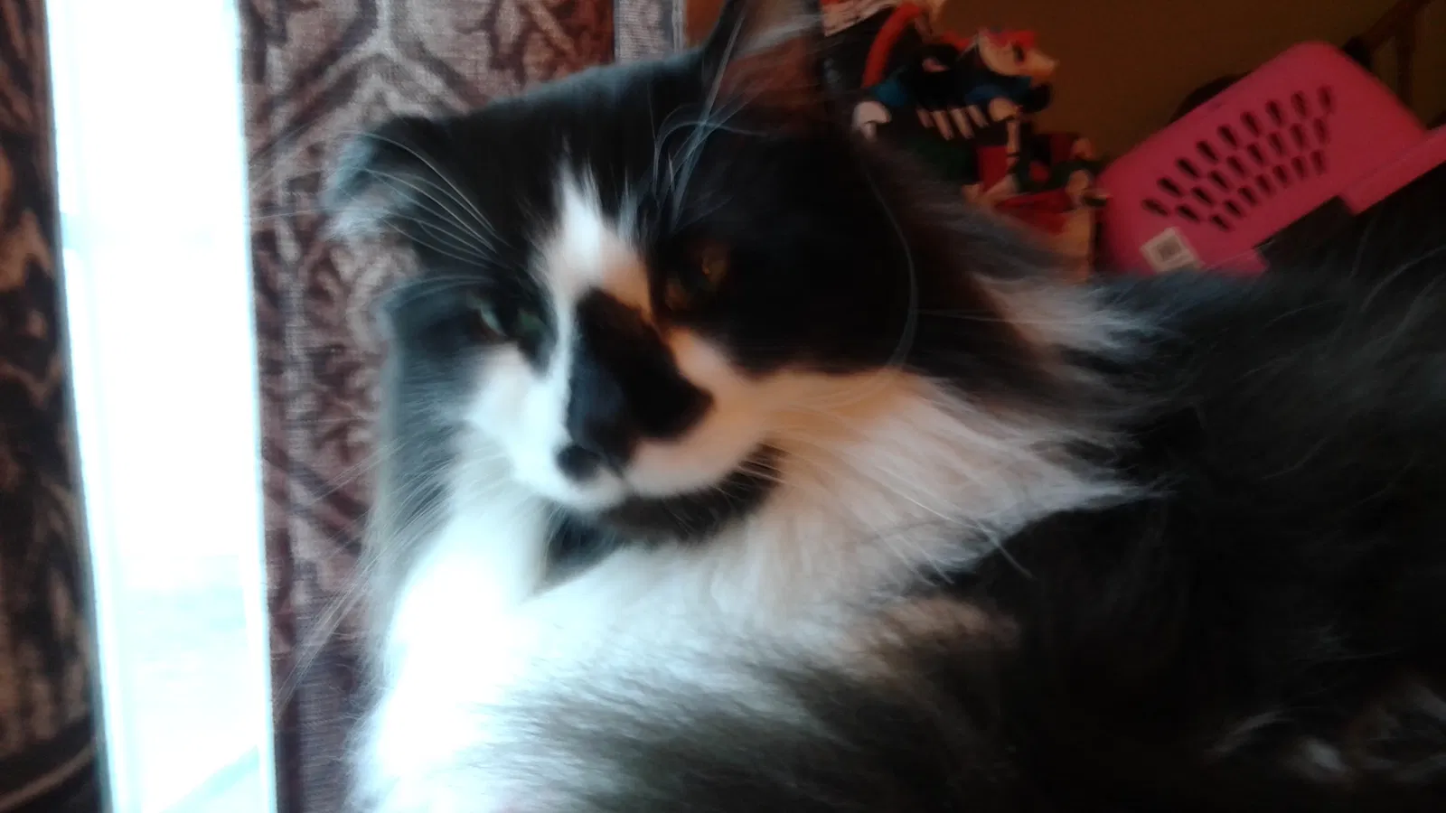 Lost cat in Hilliard, OH, 43026