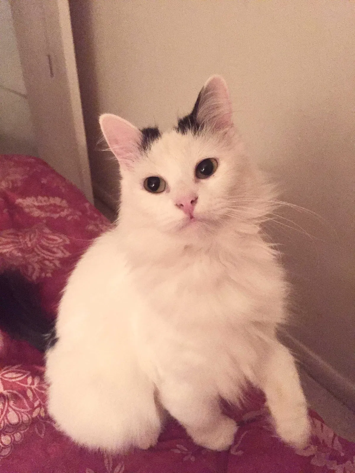 Lost cat in Orlando, FL, 32824