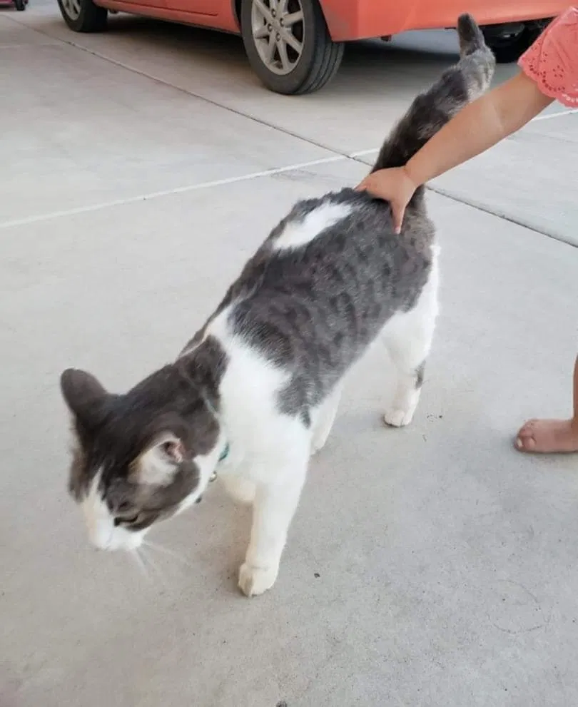 Lost cat in San Tan Valley, AZ, 85140