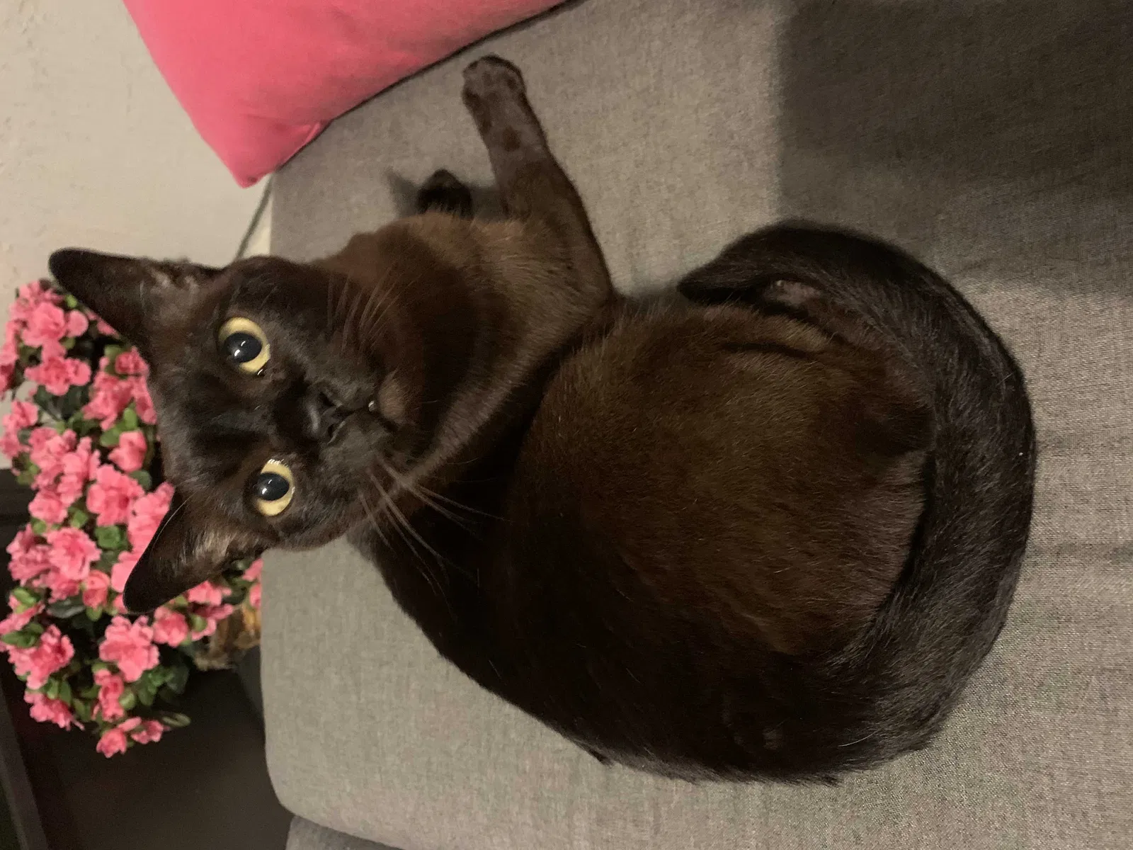 Lost cat in Saint Johns, FL, 32259