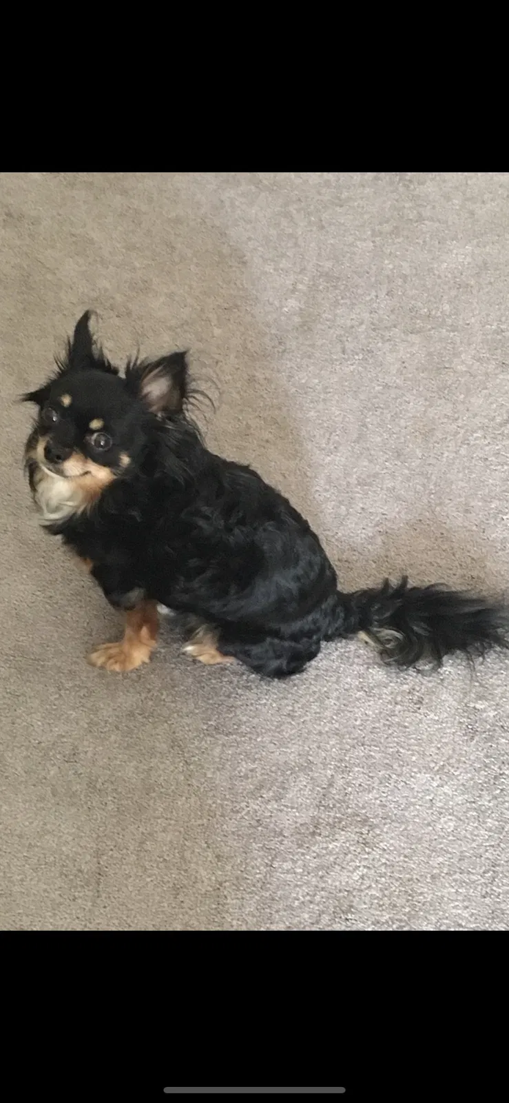 Lost dog in Wyoming, MI, 49509