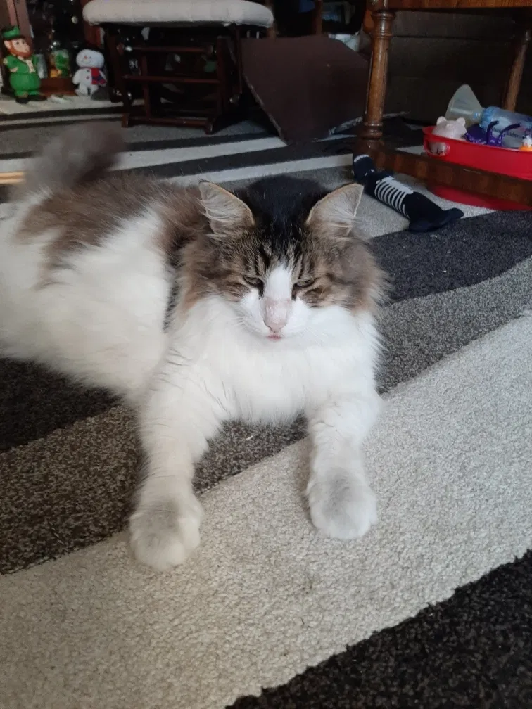 Lost cat in Venice, FL, 34293