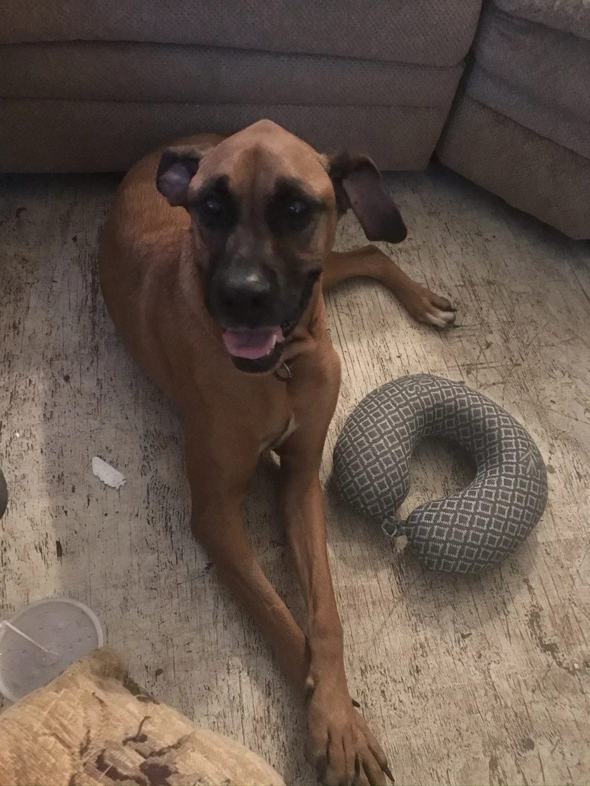 Lost dog in Leoma, TN, 38468