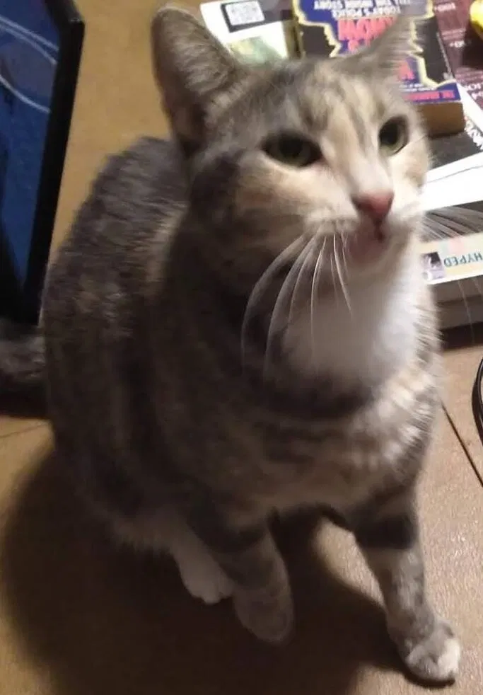 Lost cat in Upland, CA, 91784