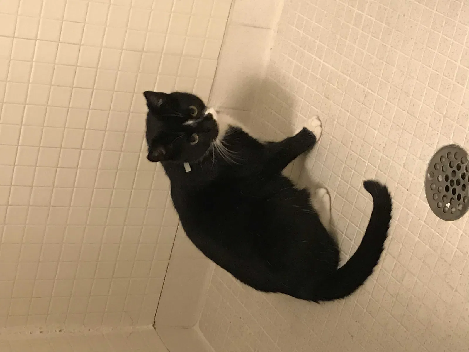 Lost cat in Covington, LA, 70433
