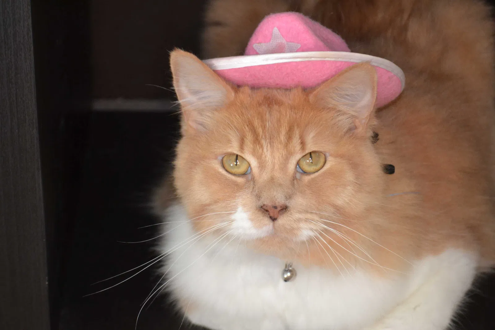 Lost cat in Glen Ellyn, IL, 60137