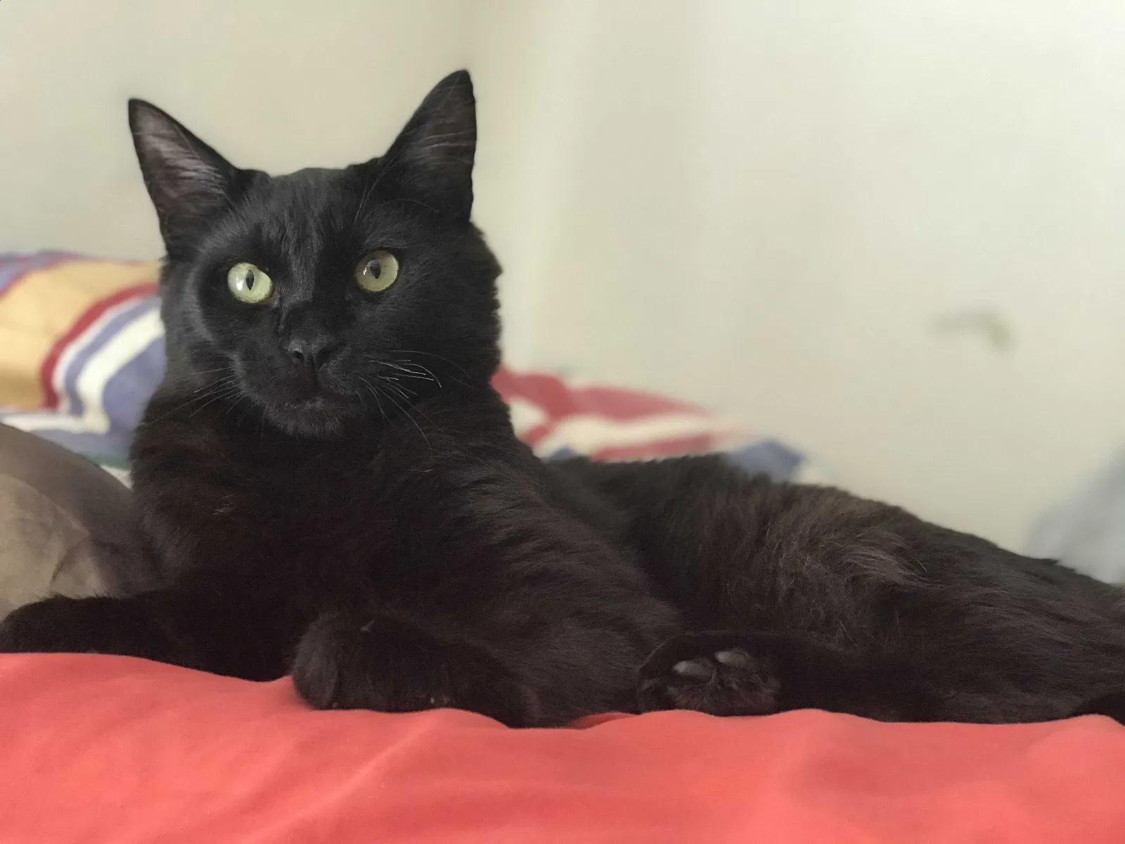 Lost cat in San Marcos, CA, 92069