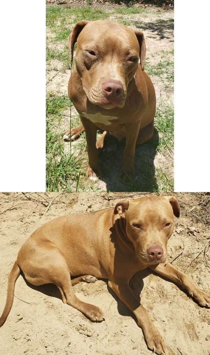 Lost dog in Defuniak Springs, FL, 32433