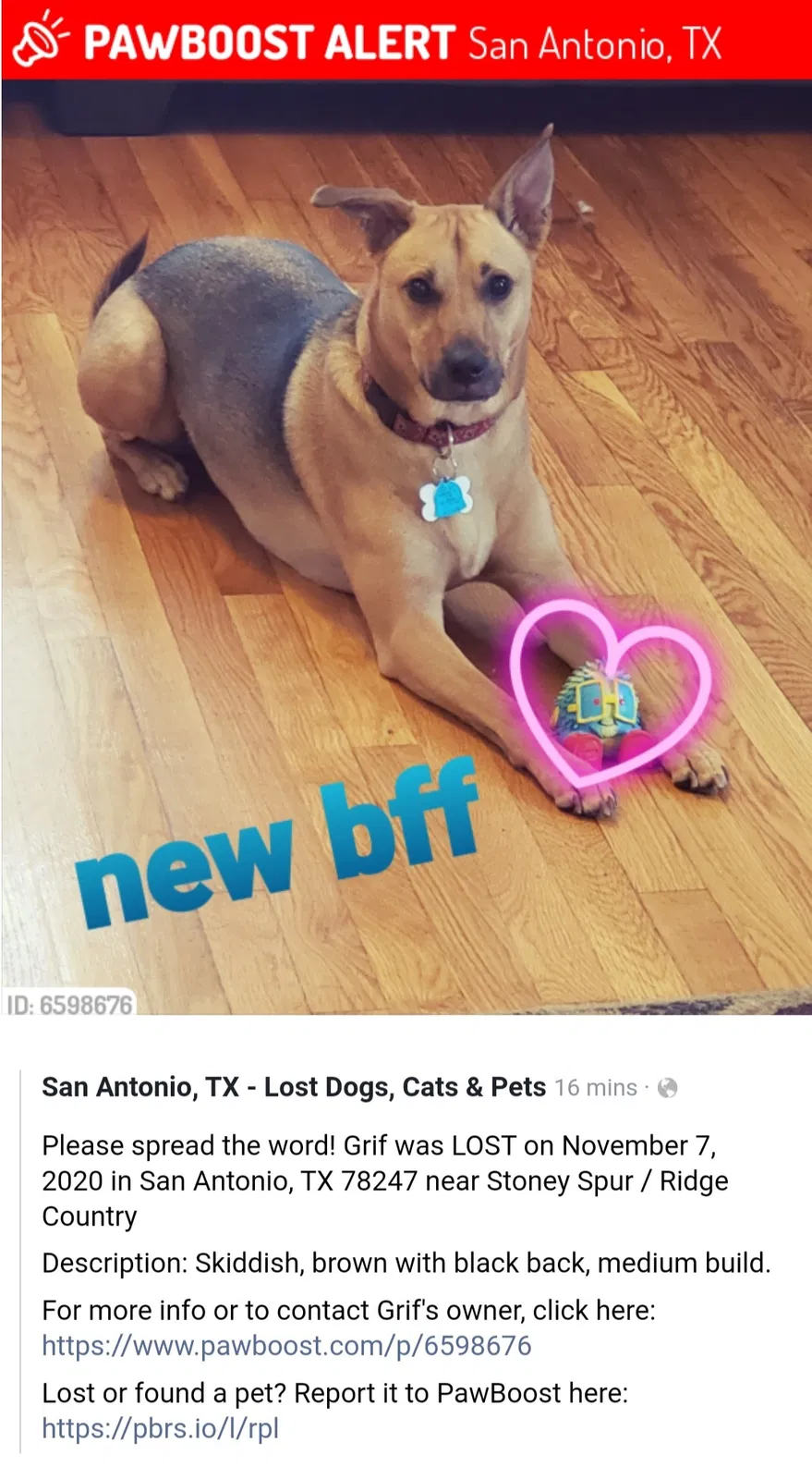 Lost dog in San Antonio, TX, 78247