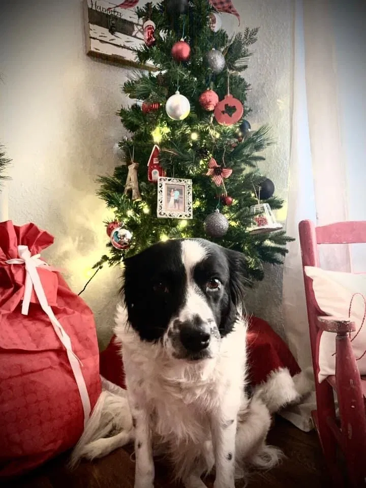 Lost dog in Van Alstyne, TX, 75495
