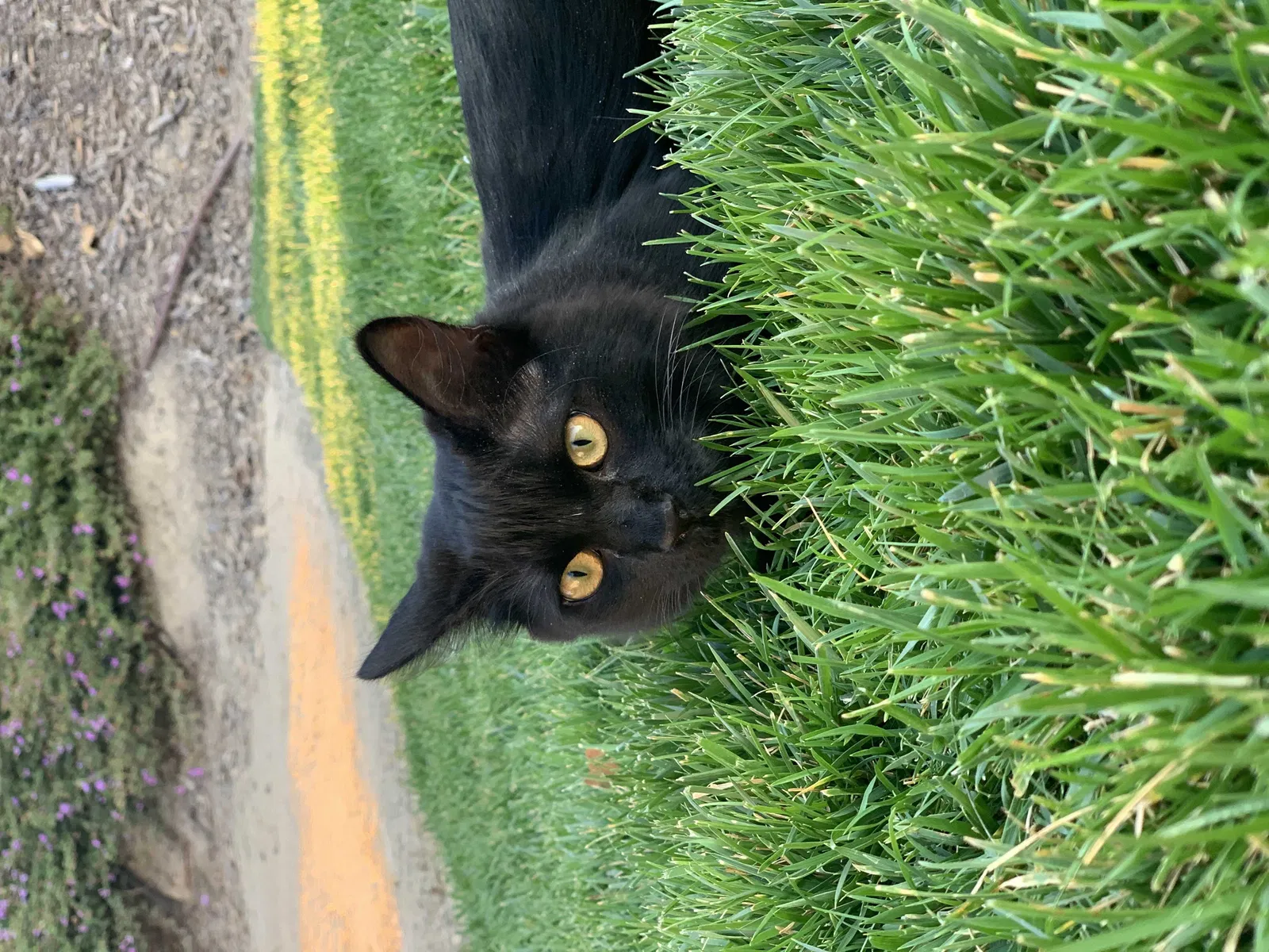 Lost cat in Colton, CA, 92324