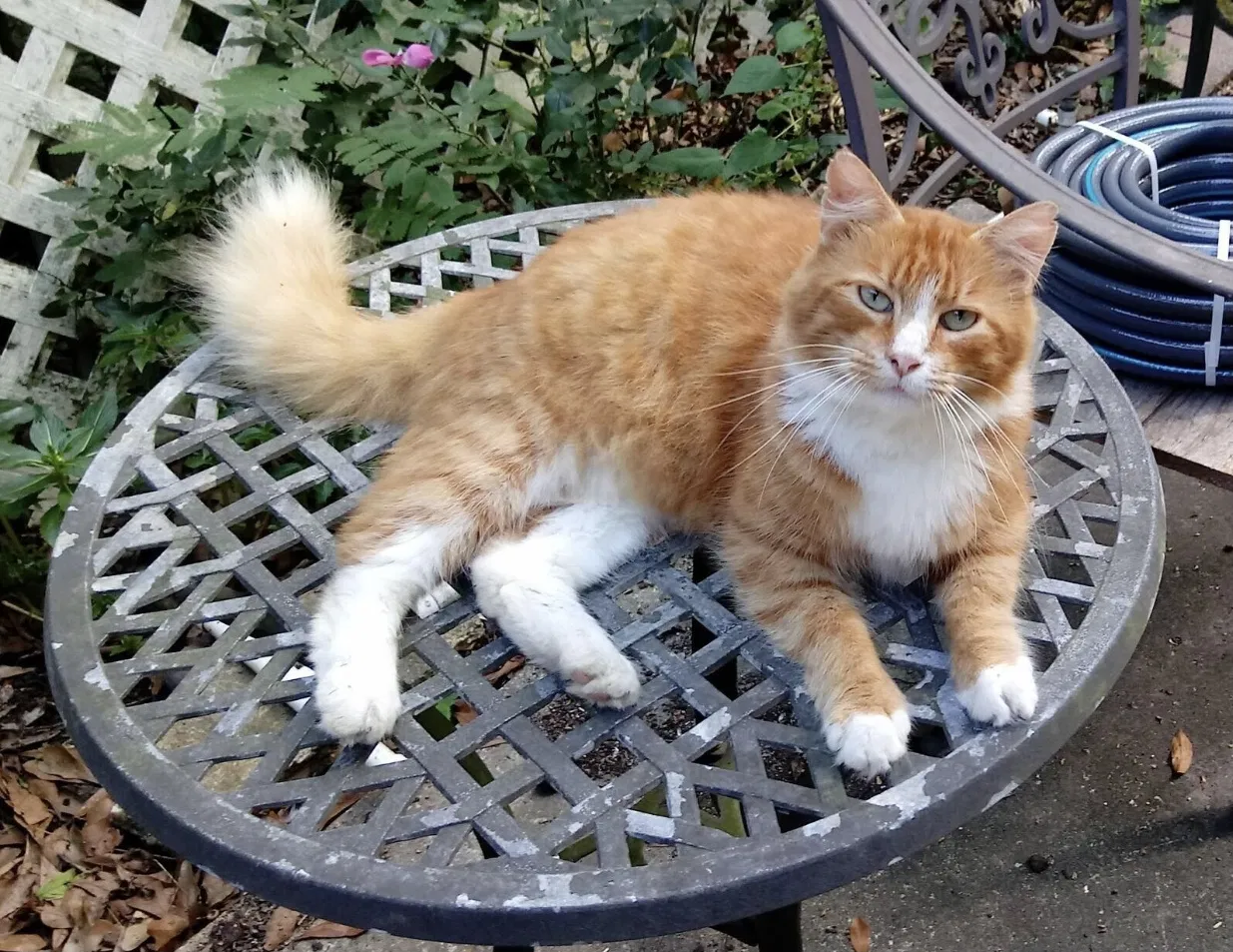 Lost cat in Theodore, AL, 36582