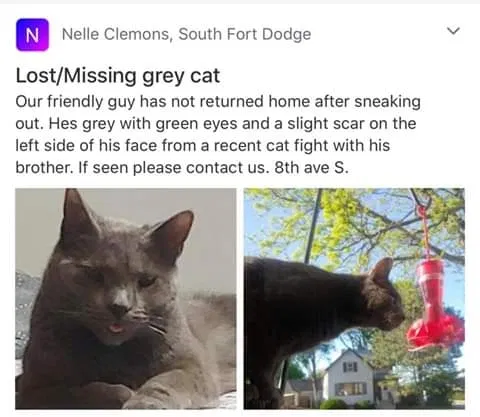 Lost cat in Fort Dodge, IA, 50501