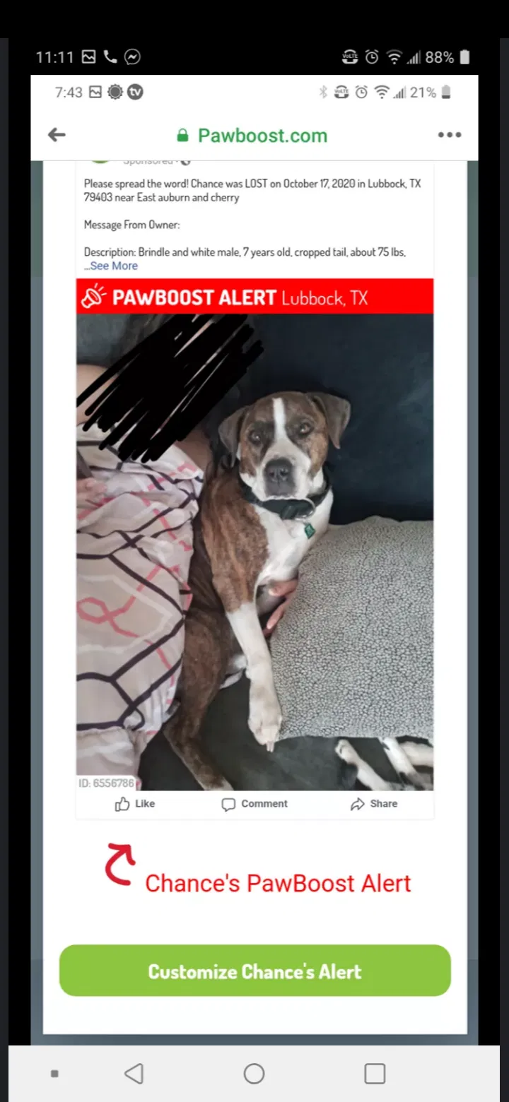 Lost dog in Lubbock, TX, 79403
