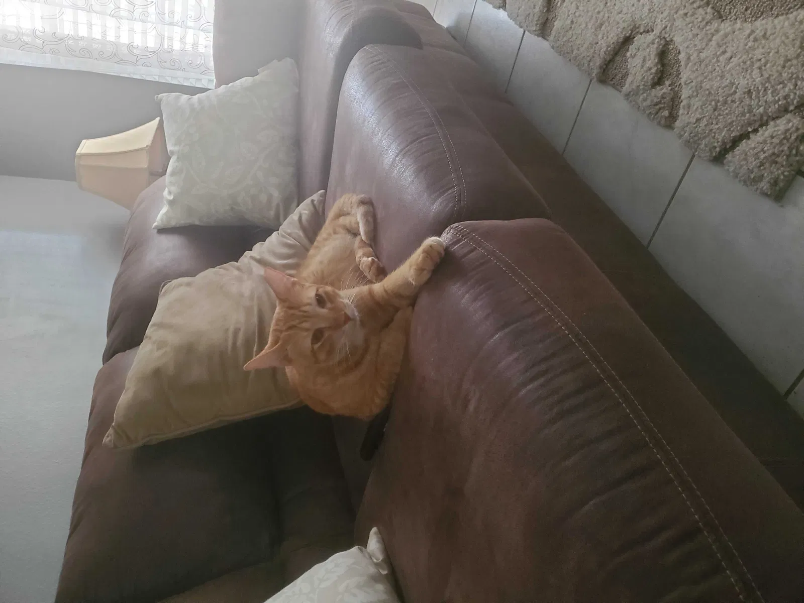 Lost cat in Valrico, FL, 33596
