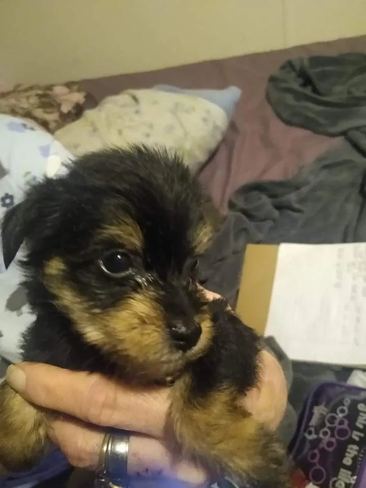 Lost dog in Radcliff, KY, 40160