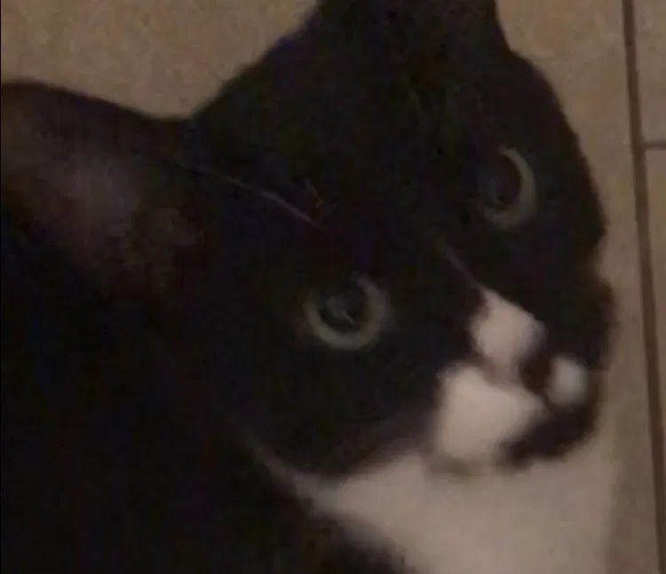 Lost cat in Woodbridge, VA, 22193