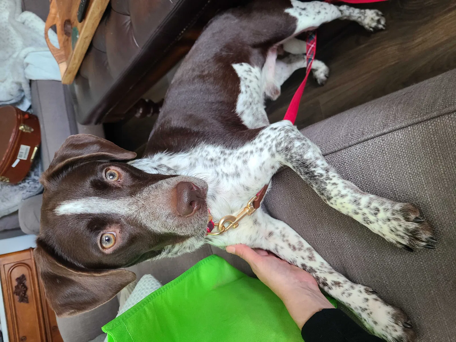 Lost dog in Alexandria, VA, 22311