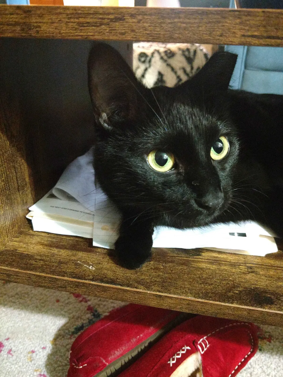 Lost cat in Shakopee, MN, 55379