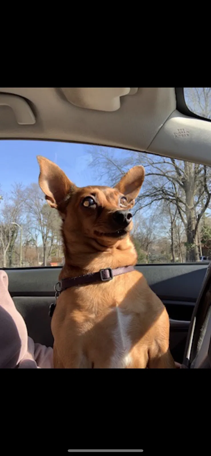 Lost dog in Greensboro, NC, 27407