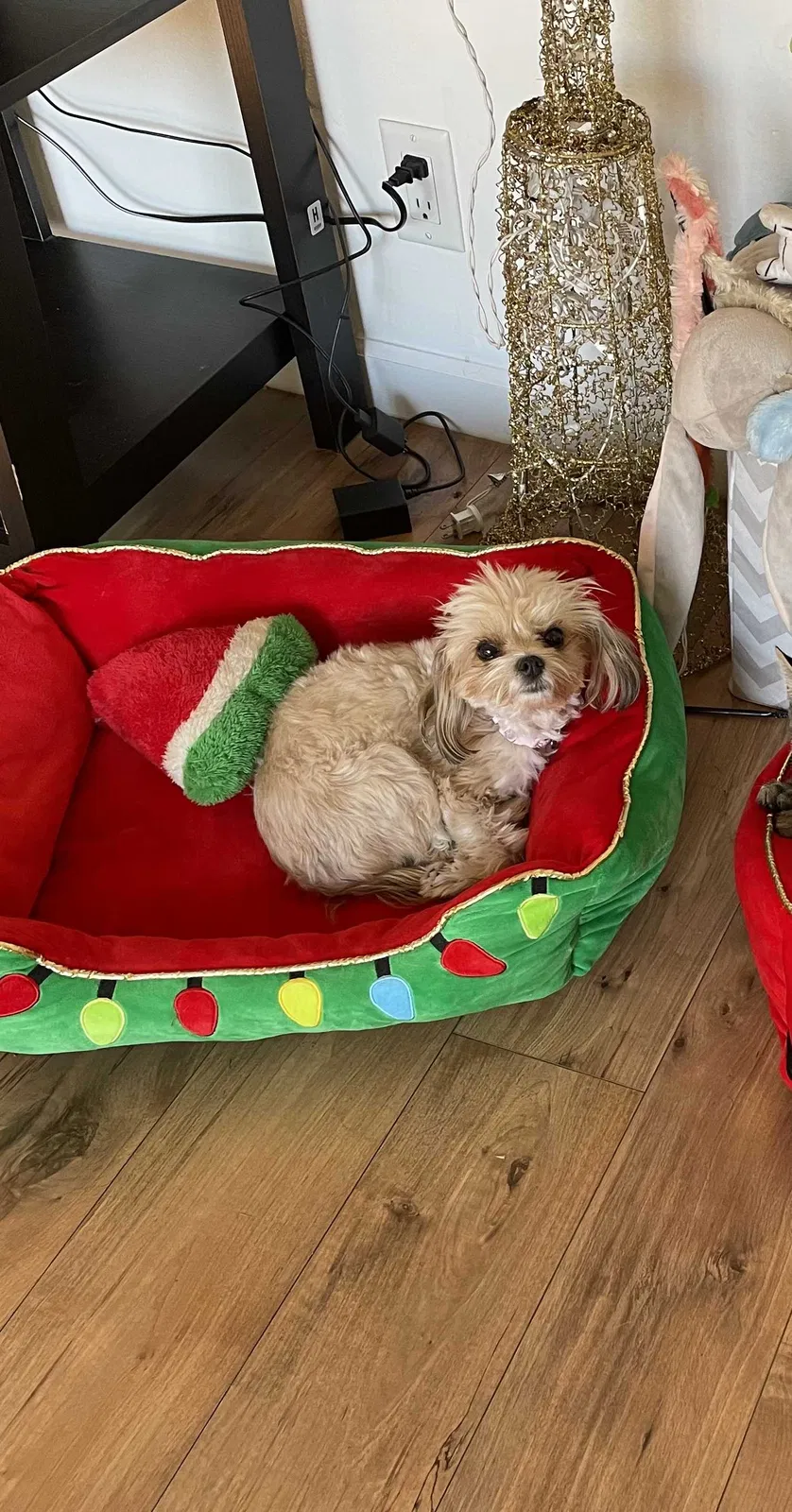 Lost dog in Bakersfield, CA, 93304