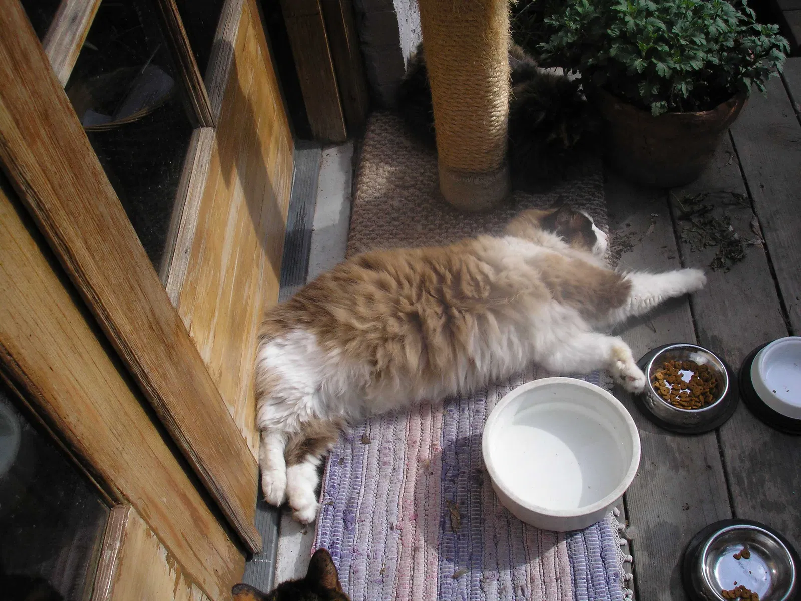 Lost cat in Fresno, CA, 93704