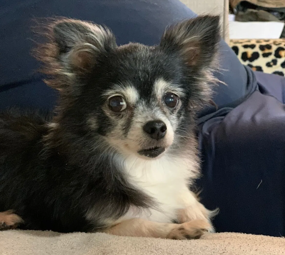 Lost dog in North Little Rock, AR, 72118